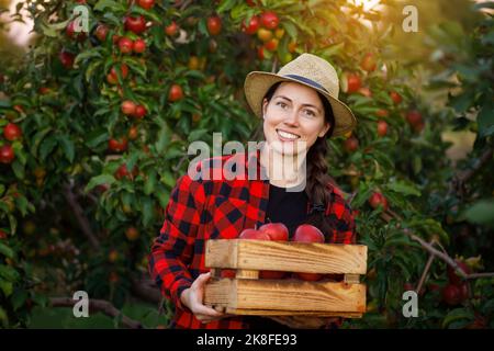 donna allegra giardiniere con cassa di mele rosse in frutteto al tramonto Foto Stock