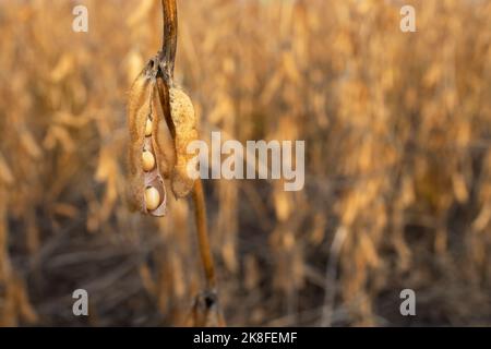 primo piano di baccelli maturi di soia sul campo agricolo Foto Stock