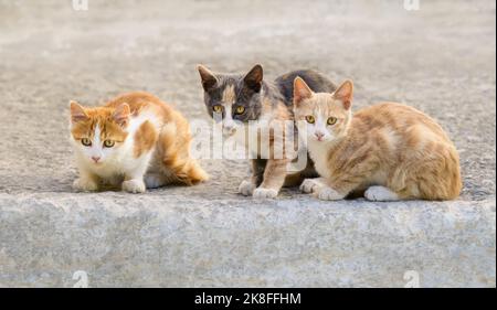 Tre gattini carino giovane gatto, diversi colori cappotto, seduta amichevole fianco a fianco, Grecia Foto Stock