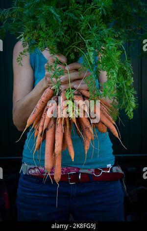 Sezione centrale della donna che tiene mazzo di carote appena raccolte Foto Stock