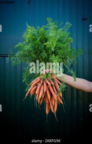 Braccio di donna che tiene mazzo di carote appena raccolte Foto Stock