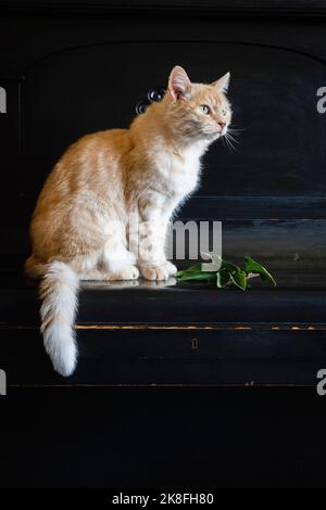Ritratto di gatto seduto sopra il pianoforte Foto Stock