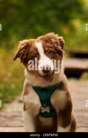 Cucciolo di pastore australiano sul sentiero Foto Stock