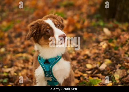 Carino cucciolo di pastore australiano nel parco Foto Stock