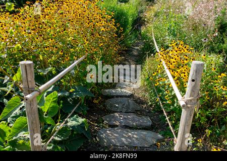Ingresso, un sentiero nel giardino che conduce tra le piante su gradini di pietra Susan dagli occhi castani, Rudbeckia triloba, vialetto delimitato Foto Stock
