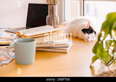 Gatto che dorme vicino ai libri sulla scrivania a casa Foto Stock