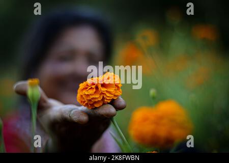 Nepal. 23rd Ott 2022. I contadini raccolse i fiori di marigold per venderli sul mercato durante il festival di Tihar a Ichangu, Kathmandu la domenica. I fiori di Marigold sono usati per decorare le case e sono offerti agli dei durante la festa di Tihar. (Credit Image: © Amit Machamasi/ZUMA Press Wire) Foto Stock