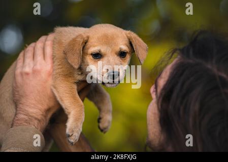 Cucciolo cane seduto tra le braccia bello rosso felice arancio havanese Ritratto cute autunno concetto, esterno giovane marrone dorato sfondo naturale Foto Stock