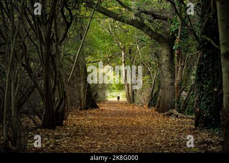 Cane a pochi passi e vicolo del parco autunnale Foto Stock