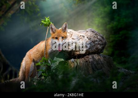 Giovane volpe rossa (Vulpes vulpes) con ramo vicino alla pietra in mistica foresta nell'ambiente naturale Foto Stock