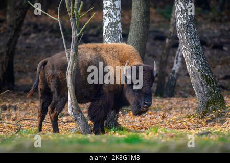 Bisonte adulto selvaggio nella foresta autunnale. Fauna selvatica scena dalla natura. Animale selvatico nell'habitat naturale Foto Stock