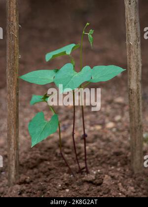giovani piante di fagiolini verdi crescono nel giardino, anche noto come fagioli freschi, fagiolini o fiocchi, vite vegetale a crescita rapida con terreno, fuoco selettivo Foto Stock