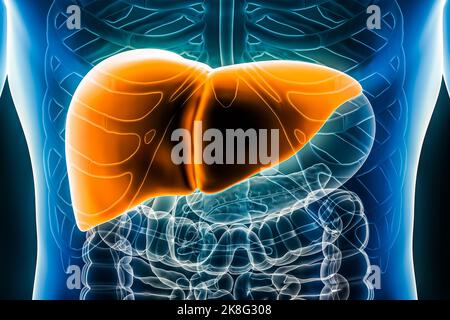Immagine di rendering 3D del fegato primo piano della vista anteriore o anteriore. Organo del sistema digestivo umano. Anatomia, medicina, biologia, scienza, sanità c Foto Stock
