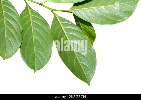 Foglie di jackfruit isolate su fondo bianco Foto Stock