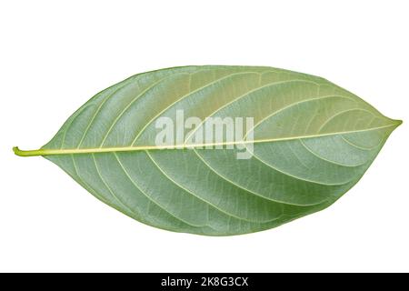 Foglie di jackfruit isolate su fondo bianco Foto Stock