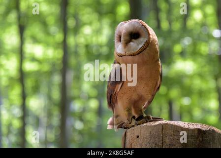 Gufo di fienile (Tyto alba), la specie di gufo più diffusa al mondo seduto su un tronco d'albero Foto Stock