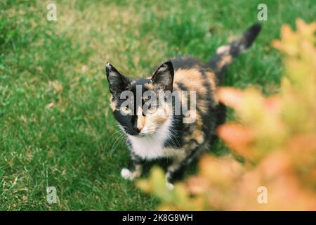 Bel gatto con insolito multicolore cappotto di nero arancione e bianco siede sul verde erba all'aperto. Il ritratto di gatto guardando in macchina fotografica. Foto Stock