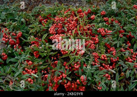 Pyracantha coccinea. I frutti maturi di spina di fuoco crescono sui cespugli di spina di fuoco. Un mazzo di bacche di pyracantha. Foto Stock