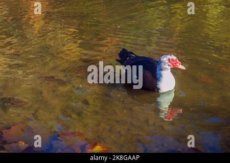 Nuotando in un lago, l'anatra moscovy (Cairina moschata), una grande anatra originaria delle Americhe, ha wattles rosa o rosso intorno al becco. Foto Stock