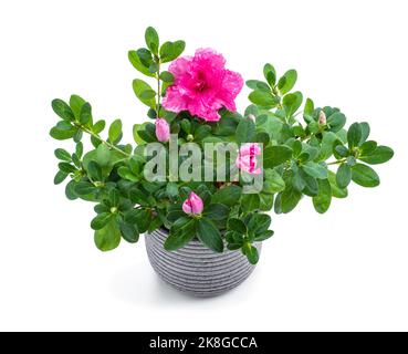Bella azalea rosa in fiore in vaso isolato su bianco Foto Stock