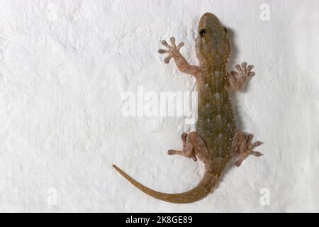 Primo piano di un geco (tarentola mauritanica) su una parete bianca di una casa accanto al Mediterraneo Foto Stock