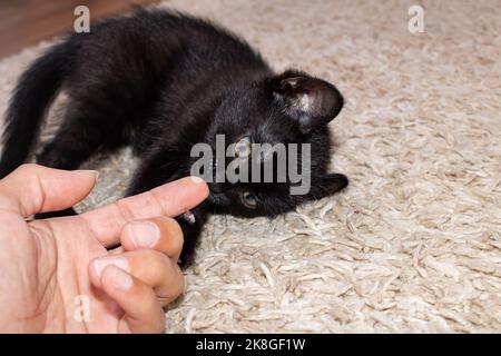 Il piccolo gattino nero morde un dito dell'uomo da vicino Foto Stock