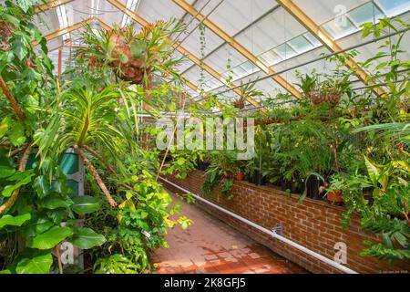 Diversi tipi di piante tropicali nelle serre dell'Hortus Botanicus dell'università di Leiden. Foto Stock