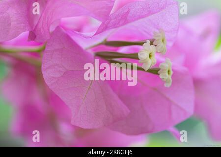 Macro di un fiore rosa tenue di Bougainvillea glabra con un pistillo bianco. Foto Stock