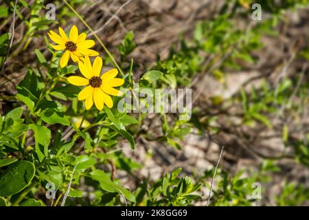 Cucumberleaf o East Coast dune girasoli che crescono a Bowman’s Beach prima dell’uragano Ian a Sanibel Island in Florida. Foto Stock