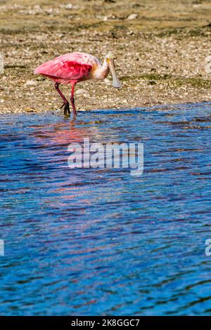 La spatola a rosea svetta lungo Wildness Road presso il Darling National Wildlife Refuge prima dell'uragano Ian sull'isola Sanibel in Florida. Foto Stock