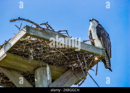 Osprey si trova sul punto di nidificare lungo la Wildness Road presso il Darling National Wildlife Refuge prima dell'uragano Ian sull'isola di Sanibel, in Florida. Foto Stock