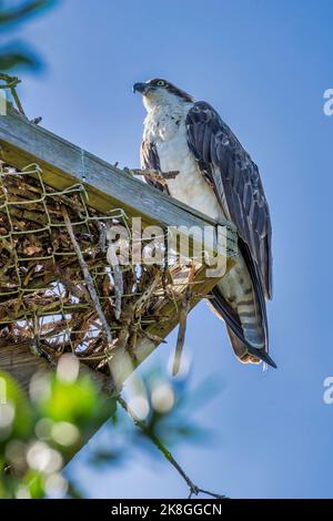 Osprey si trova sul punto di nidificare lungo la Wildness Road presso il Darling National Wildlife Refuge prima dell'uragano Ian sull'isola di Sanibel, in Florida. Foto Stock