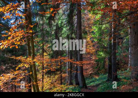 Soleggiata foresta autunnale. Incredibile sentiero nella foresta con vivaci alberi gialli, rossi e verdi. Foto Stock