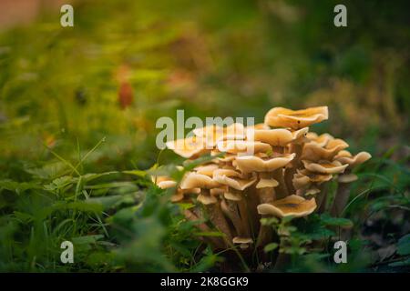 Gruppo di piccoli funghi in erba Foto Stock