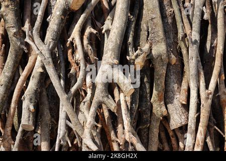 Foto simbolica per il disboscamento illegale, la foresta, la Germania Foto Stock