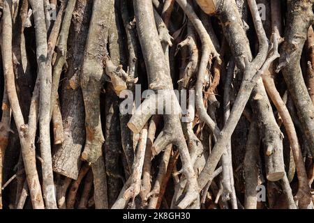 Foto simbolica per il disboscamento illegale, la foresta, la Germania Foto Stock