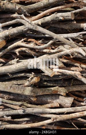 Foto simbolica per il disboscamento illegale, la foresta, la Germania Foto Stock