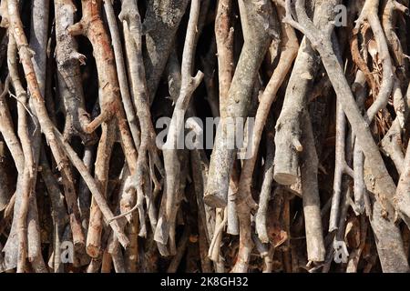 Foto simbolica per il disboscamento illegale, la foresta, la Germania Foto Stock