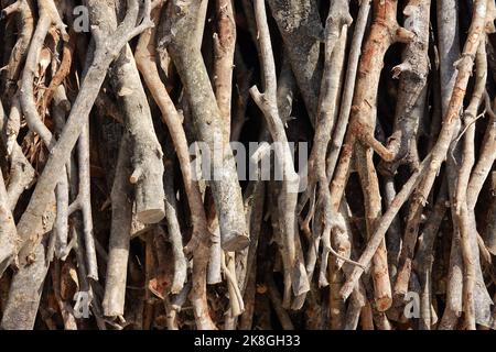 Foto simbolica per il disboscamento illegale, la foresta, la Germania Foto Stock