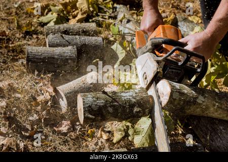 Una città dei dipendenti taglia il parco degli alberi sradicato in seguito a una violenta tempesta di uragani. Foto Stock