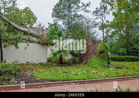 Albero caduto che si è rifatto su un muro dopo l'uragano Ian forti venti Foto Stock