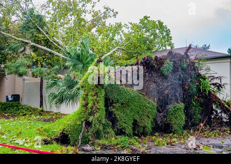 Albero caduto che si è rifatto su un muro dopo l'uragano Ian forti venti Foto Stock