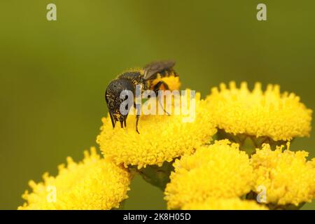 Primo piano su un'ape femminile in resina blindata con testa grande, ape in resina con testa grande, truncorum Herideas che raccoglie polline da un fiore giallo di tansy Foto Stock