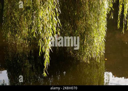 rami di salice verde bagnano in acqua Foto Stock