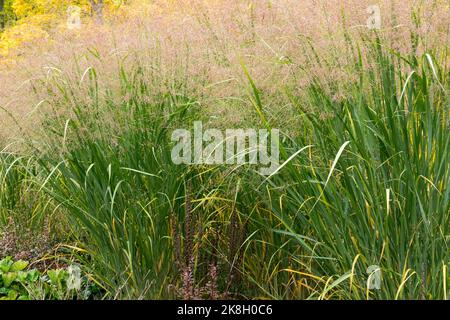 Erba da giardino, Panicum virgatum 'Thundercloud' grumi di erba alta linea il bordo Foto Stock