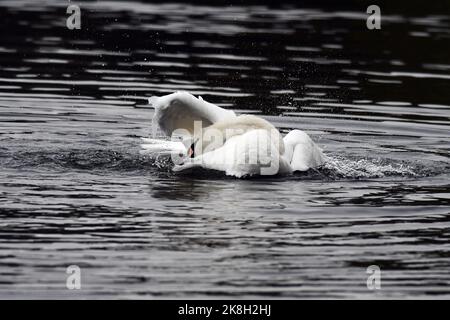 Cigno Cygnus olor la balneazione Foto Stock