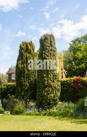 Yew Taxus baccata fastigiata e fastigiata aureomarginata chiamato anche Irish Yew. Entrambi sono conico femmina colonnare Yew e sono completamente hardy Foto Stock