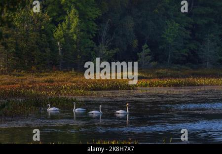 Il trombettista cigni sul lago Little Clam nel Wisconsin settentrionale. Foto Stock