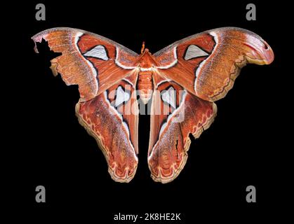 Atlas Moth, un esemplare vivente nel sud-est asiatico, Iloilo, Filippine. Sfondo nero. Alto dettaglio di un grande atlante Attacus femminile. Foto Stock