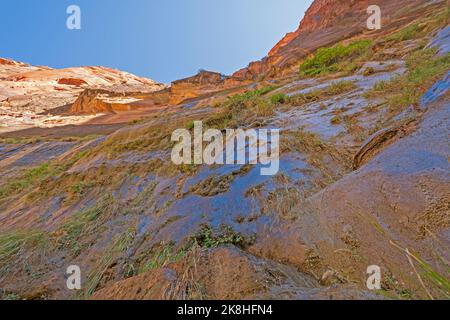 Guardando in su ad un muro piangente nel Parco Nazionale di Zion nello Utah Foto Stock